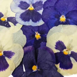 Sous Chef Ingredients Brands|Baking Ingredients^Edible Dried & Pressed Giant Pansies, 8 pieces