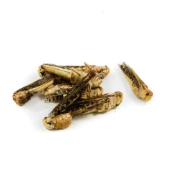 Eat Grub Ingredients Brands|Made In The Uk^Edible Grasshoppers, 9g