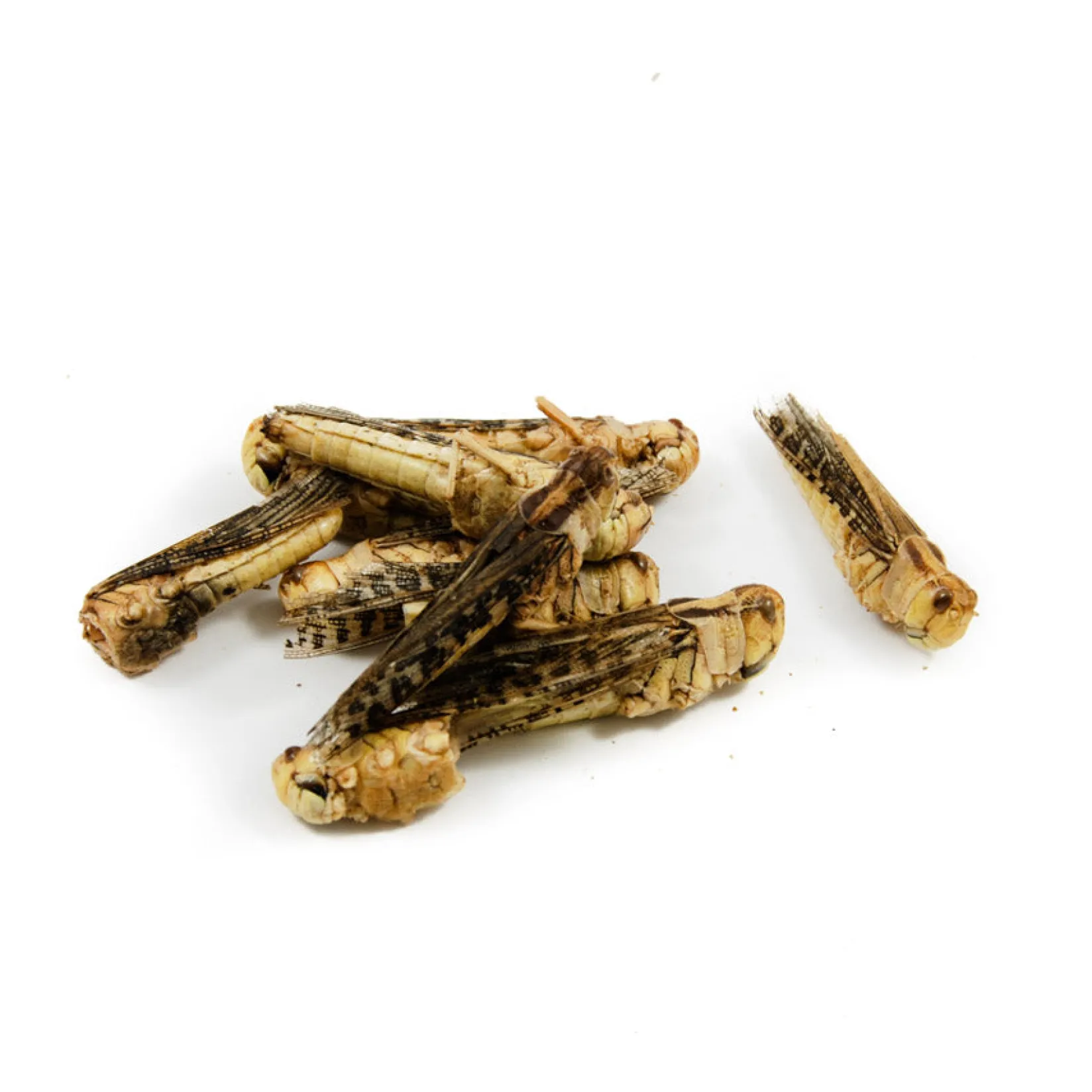 Eat Grub Ingredients Brands|Made In The Uk^Edible Grasshoppers, 9g