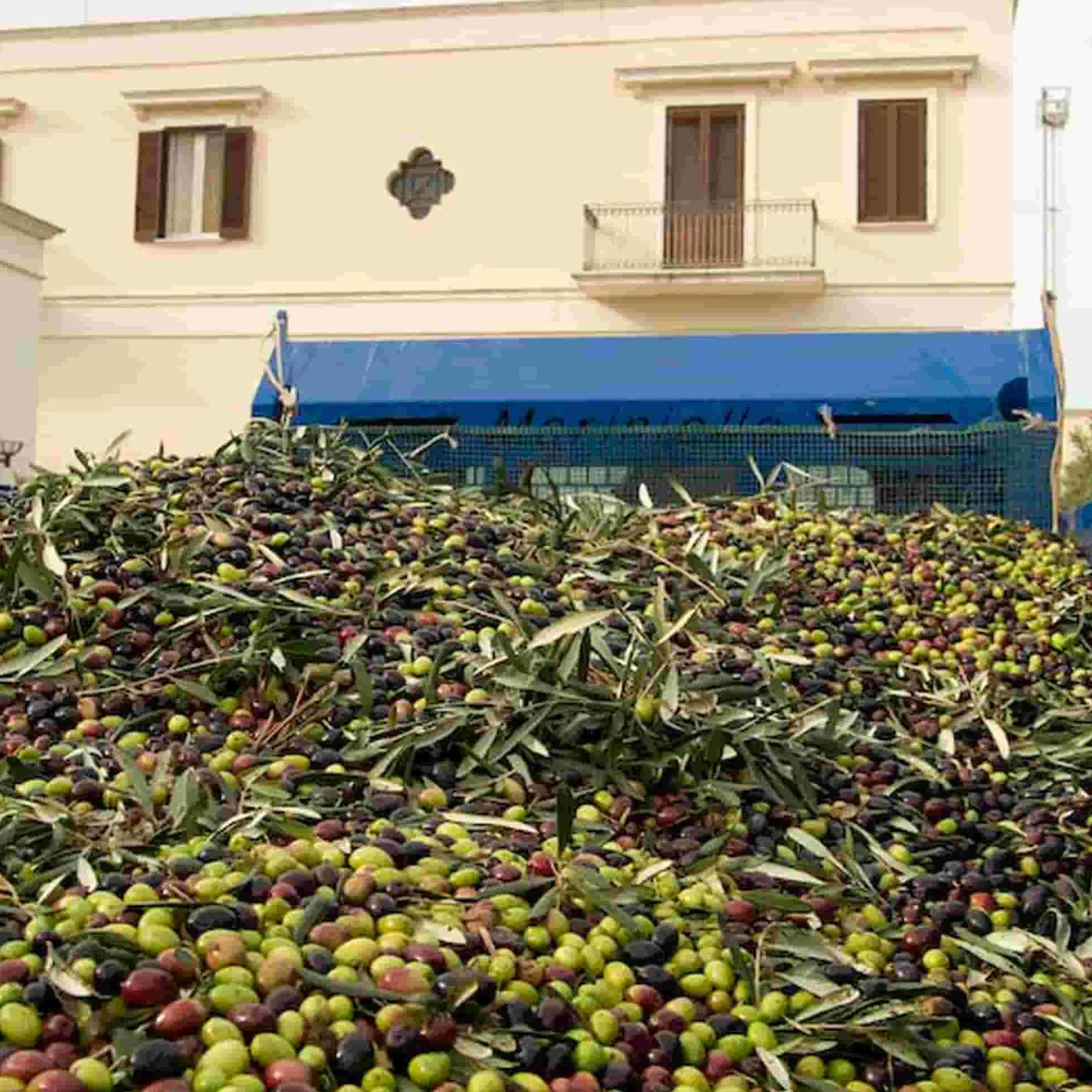 Galantino Ingredients Brands|Italian Ingredients^Gran Cru Coratina Extra Virgin Olive Oil, 500ml