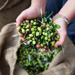 Honest Toil Greek Ingredients|Oil, Vinegar & Dressings^Extra Virgin Greek Olive Oil, 500ml