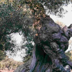 Galantino Ingredients Brands|Italian Ingredients^Puglian Extra Virgin Olive Oil in Red Splatter Ceramic Bottle, 500ml