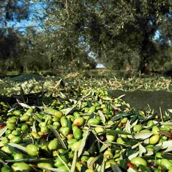 Galantino Ingredients Brands|Italian Ingredients^Puglian Extra Virgin Olive Oil in Amphora Bottle, 500ml