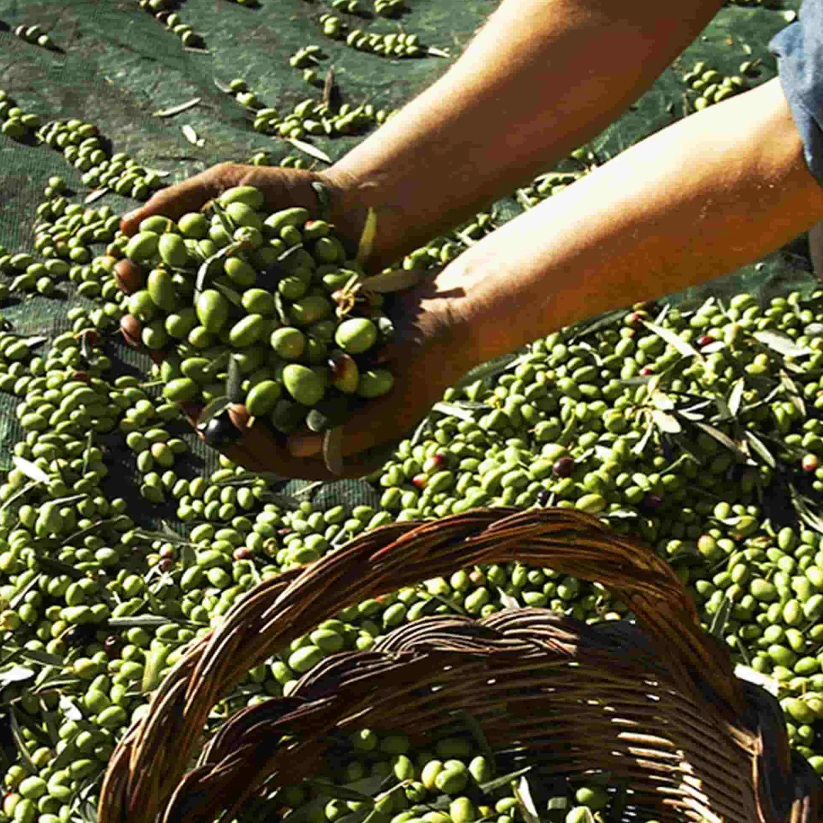 Galantino Ingredients Brands|Italian Ingredients^Puglian Extra Virgin Olive Oil in Amphora Bottle, 500ml