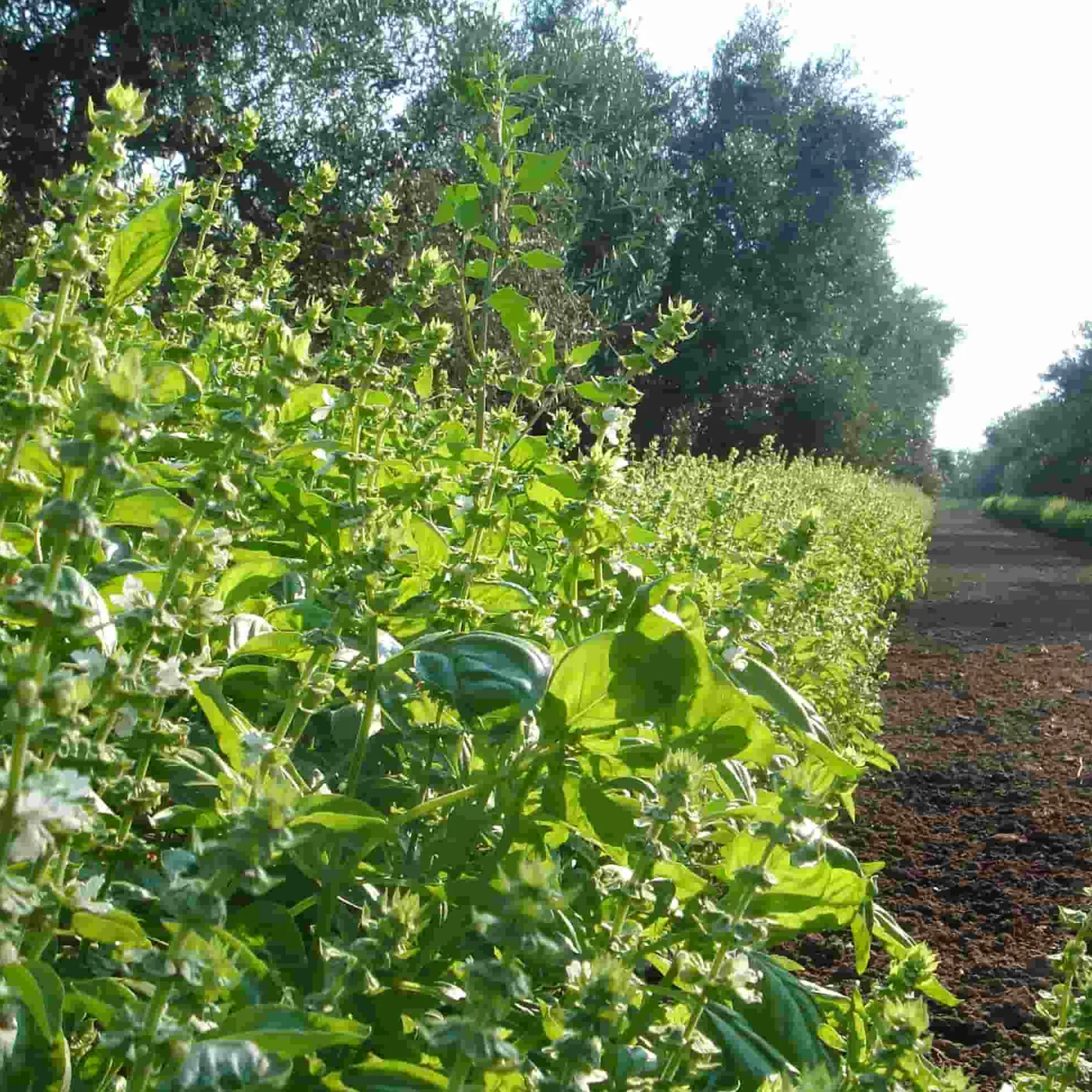 Galantino Ingredients Brands|Italian Ingredients^Puglian Olive Oil with Basil in Terracotta Bottle, 250ml
