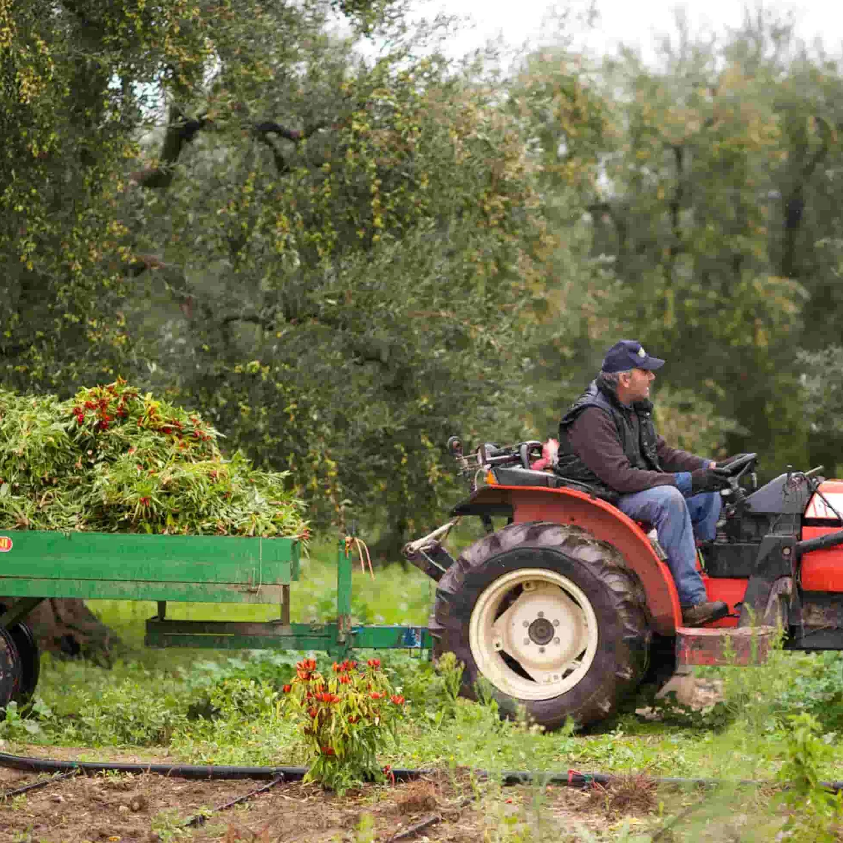 Galantino Ingredients Brands|Italian Ingredients^Puglian Olive Oil with Chilli in Terracotta Bottle, 250ml
