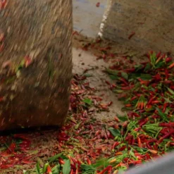 Galantino Ingredients Brands|Italian Ingredients^Puglian Olive Oil with Chilli in Terracotta Bottle, 250ml