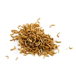 Eat Grub Ingredients Brands|Made In The Uk^Short Dated Edible Buffalo Worms, 20g