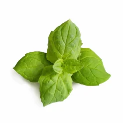 Veritable Tableware Brands|Middle Eastern Ingredients^Asian Lingot Insert, Organic Moroccan Mint