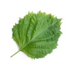 Veritable Tableware Brands|Japanese Ingredients^Asian Lingot Insert, Organic Green Shiso